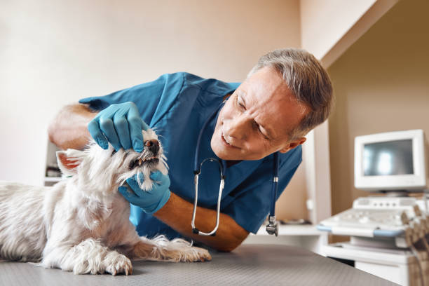 Berea, OH Emergency Dentist Pros